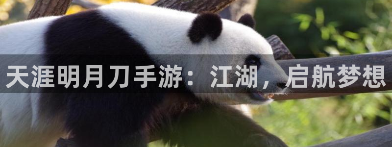 28大神官方开奖：天涯明月刀手游：江湖，启航梦想