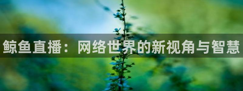 833nba直播：鲸鱼直播：网络世界的新视角与智慧